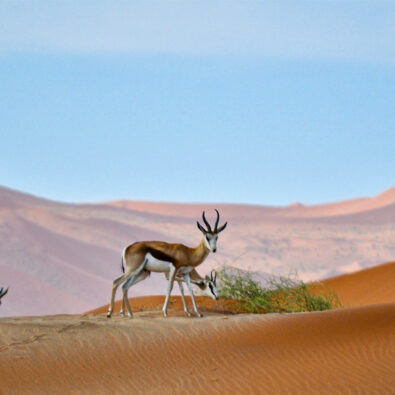 Dünnen von Sossusvlei in Namibia