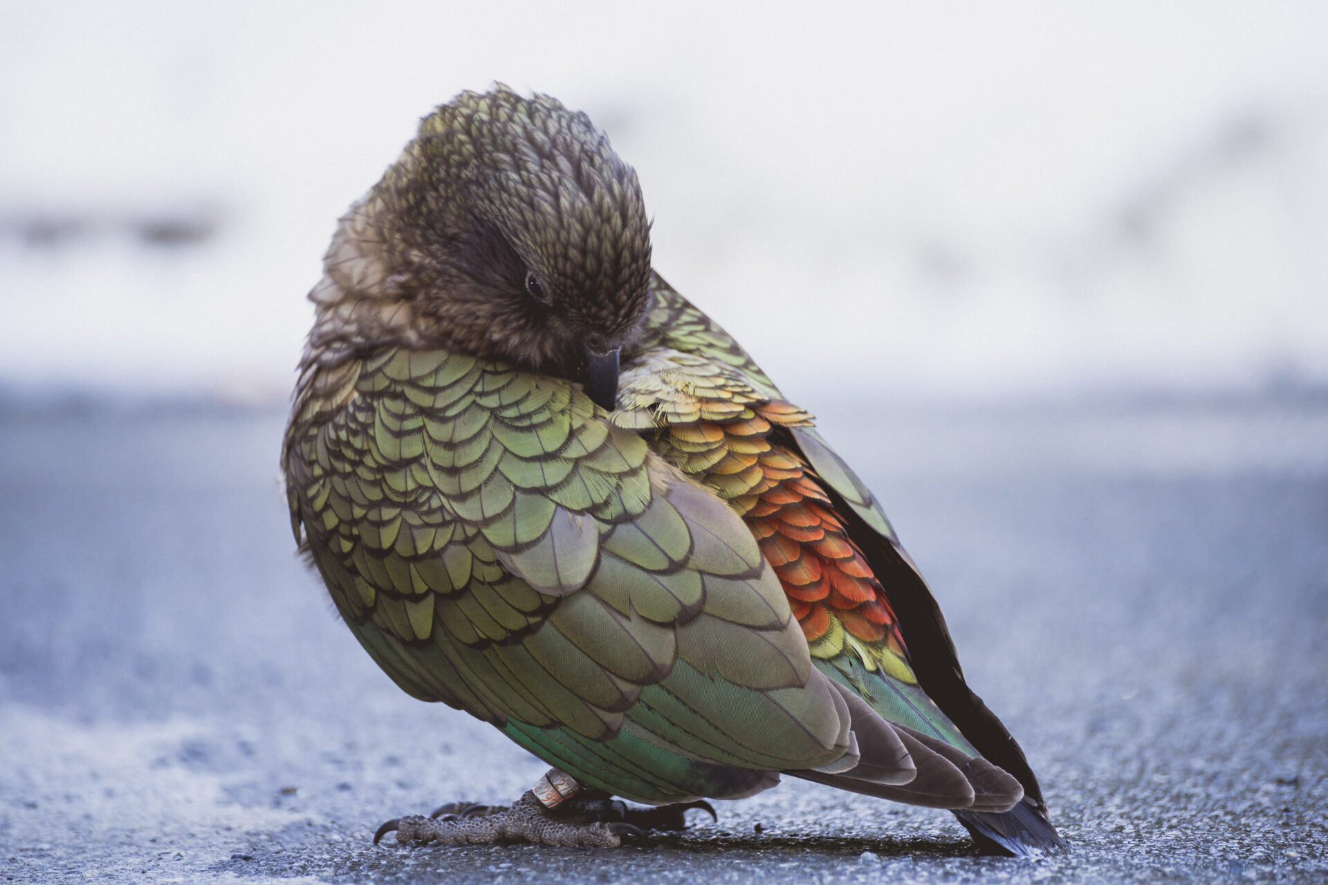 Kea Vogel mit grünen, gelben und orangenen Federn