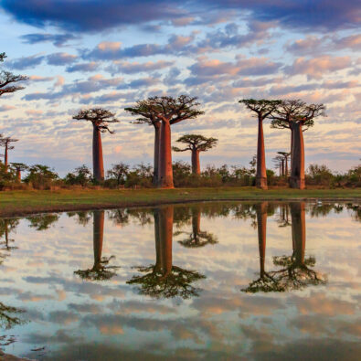 Baobab Bäume
