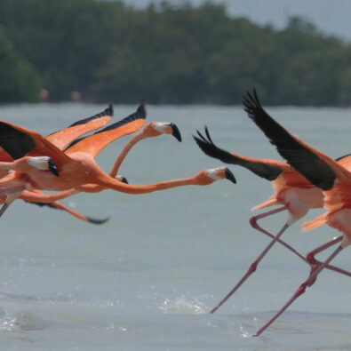 Mexiko Reise - Flamingos in Yucatàn